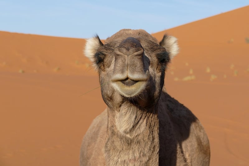 Morocco